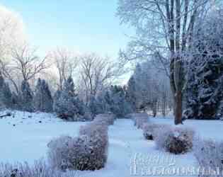 Зима во всей своей красе в Глубокском дендросаду (фото)